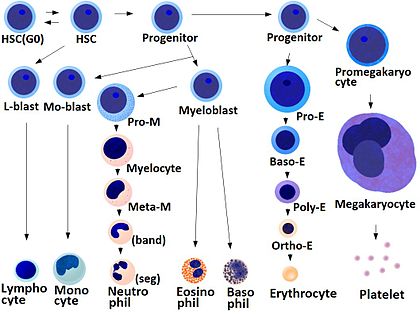 From left to right, top to bottom: HSC (GO), HSC, L-blast, lymphocyte; progenitor, mo-blast, monocyte; progenitor, myeloblast, pro-m, myelocyte, meta-M, band, seg, neutrophil; progenitor, myeloblast, eosinophil, basophil; progenitor, pro-e, baso-e, poly-e, erythrocyte; progenitor, promegakaryocyte, megokaryocyte, platelet.