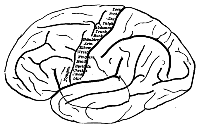 This is an outline drawing of the human brain that shows the topography of the primary motor cortex. Each part of the primary motor cortex controls a different part of the body. The labels across the primary motor cortex indicate what it controls, namely: toes, foot, leg, thigh, abdomen, trunk, back, shoulders, arm, elbow, wrist, fingers, head, eyelids, cheeks, jaws, lips, and tongue.