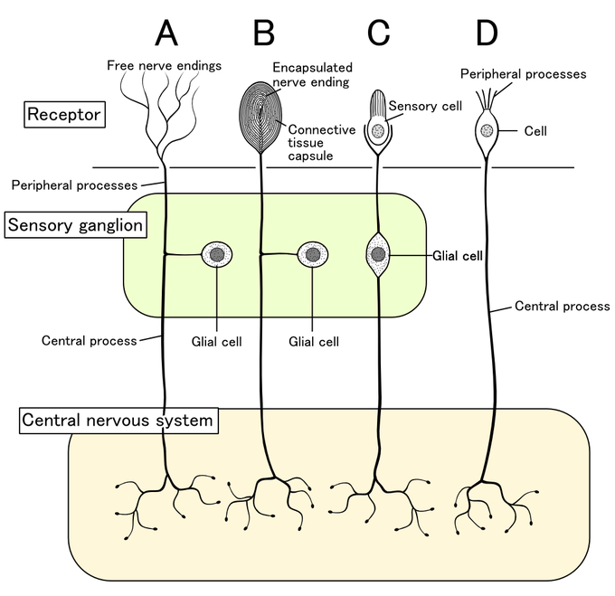 This is a a schematic drawing of the classes of sensory receptors. Sensory receptor cells differ in terms of morphology, location, and stimulus. This drawing shows four different receptors—free nerve endings, encapsulated nerve ending, a sensory cell, and peripheral processes. These are shown to be connected to the sensory ganglion and central nervous system in different ways.