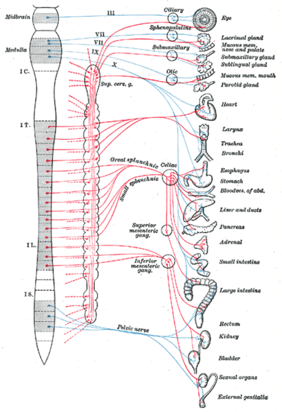 This is a diagram of how the nerves innervate the autonomic nervous system. The spinal cord is shown with the ganglia of the sympathetic nervous system (the red lines in the diagram) linked to their vertebral position and the organs they innervate. The parasympathetic nervous system, shown as blue lines, is a division of the autonomic nervous system, and is also linked to its vertebral positions and the organs it innervates.