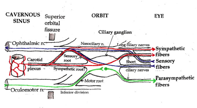 This is a diagram of the ciliary ganglion. The pathways of the ciliary ganglion include sympathetic neurons (shown in red), parasympathetic neurons (shown in green), and sensory neurons (shown in blue).