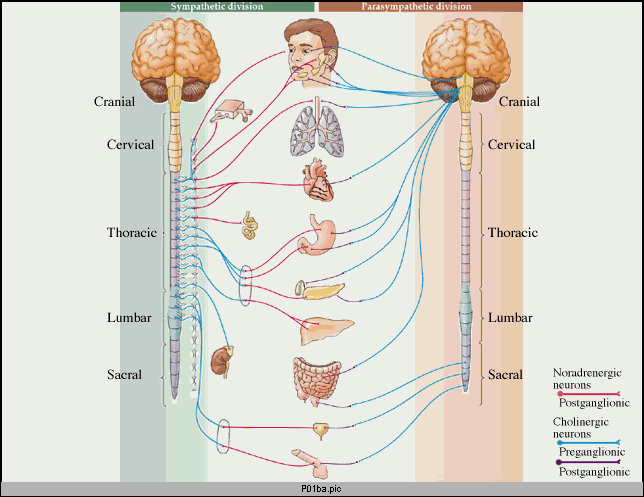 This is a diagram of the postganglionic nerve fibers. On the left is the sympathetic division and on the right is the parasympathetic division. Preganglionic fibers are seen coming from both divisions towards the center of the diagram, where various organs are innervated by the fibers.