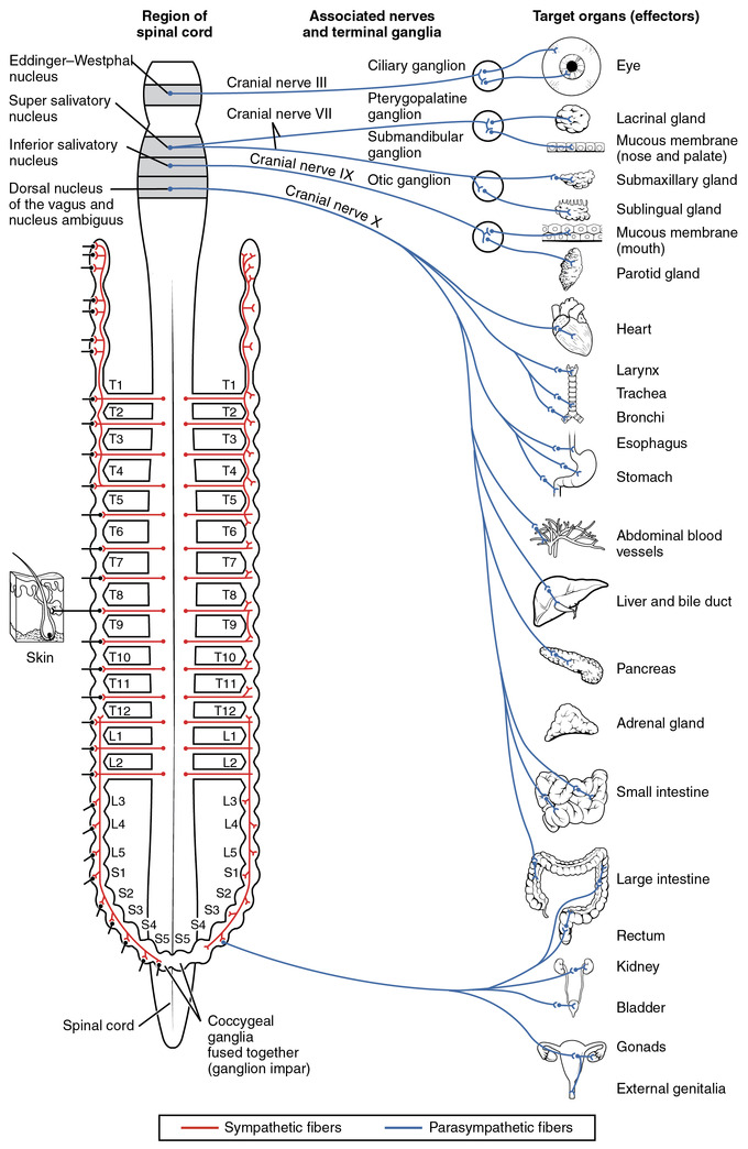 This is a diagram that shows the nerve innervation of the autonomic nervous system. The sympathetic fibers are shown as red lines in their places on the spinal cord. The parasympathetic nervous system, a division of the autonomic nervous system, is shown as blue lines that connect a particular organ to the spinal cord.