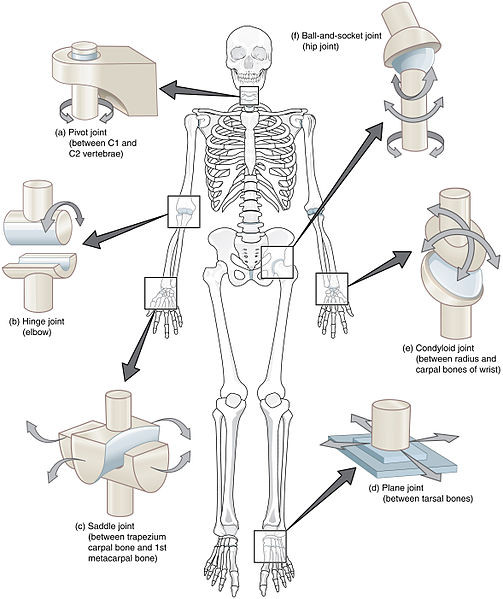 Image demonstrating the six different types of synovial joints, including pivot joint between C1 and C2 vertebrae, hinge joint (elbow), saddle joint (between first metacarpal bone and trapezius carpal bone), plane joint (between tarsal bones), condyloid joint (between radius and carpal bones of wrist), and ball and socket joint (hip).