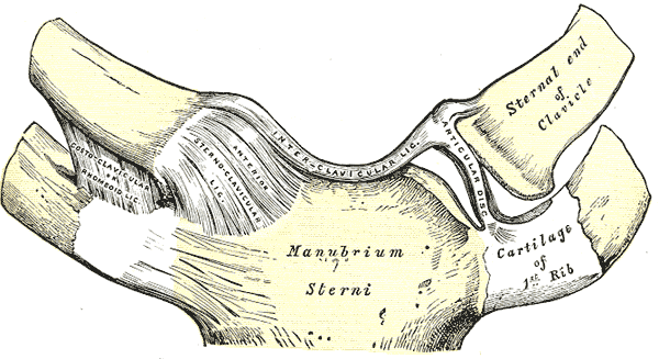 This anterior view of sternoclavical articulation includes the manubrium sterni, first rib cartilage, anterior disc, and sternal end of clavicle.