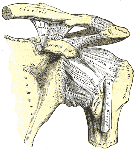 This example of a plane joint delineates the scapula, neck of scapula, clavicle, coracoid process, capsular ligament, and tendon of biceps.