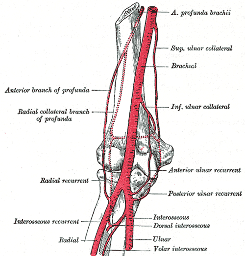 This diagram depicts the elbow joint, including the anterior profunda brachii, superior ulnar collateral, brachial, inferior ulnar collateral, anterior and posterior ulnar recurrent, interosseus, dorsal interosseus, interosseus recurrent, radial recurrent, radial collateral branch of profunda, and anterior branch of profunda.