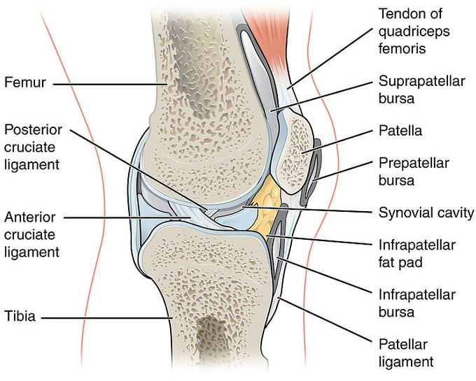 Drawing of the knee joint showing bursae, ligaments, and tendons, as well as tendon of quadriceps femoris, suprapatella bursa, patella, prepatellar bursa, synovial cavity, infrapatellar fat pad, infrapatellar bursa, tibia, anterior cruciate ligament, posterior cruciate ligament, femur.