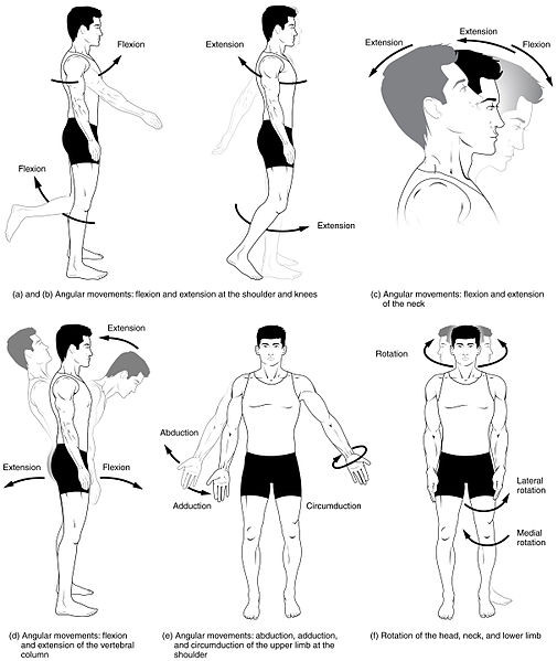 Image demonstrating the various joint movements, including (a) and (b) angular movements, flexion and extension at the shoulders and knees; (c) angular movements, flexion and extension of the neck; (d) angular movements, flexion and extension of the vertebral column; (e) angular movements, adduction, abduction, and circumduction at the upper limb at the shoulder; (f) rotation of the head, neck, and lower limb.