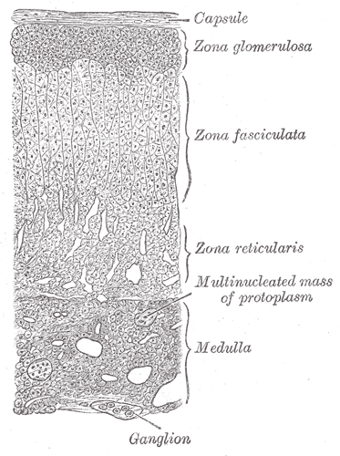 This figure shows how the adrenal medulla sits below the three layers of the adrenal cortex and is innervated by nerve fibers.