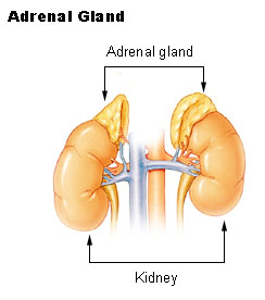 This is an illustration of the adrenal glands. They are triangular-shaped organs on top of the kidneys.