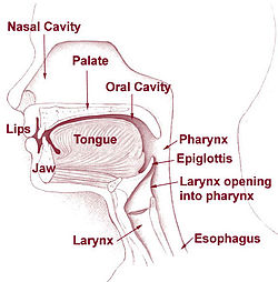 This is a cross-section drawing of the head and neck in mid-sagittal view. It shows the structures of the mouth and throat. The lips, jaw, nasal cavity, palate, tongue, oral cavity, pharyhnix, epiglotis, larynx opening into pharynx, larynx, and esophagus are labeled.