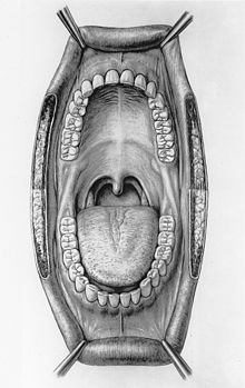 This is an illustration of the inside of a human mouth. The cheeks have been omitted in the drawing and the lips pulled back for an unobstructed view of the teeth, tongue, jaw bones, uvula, and alimentary canal.