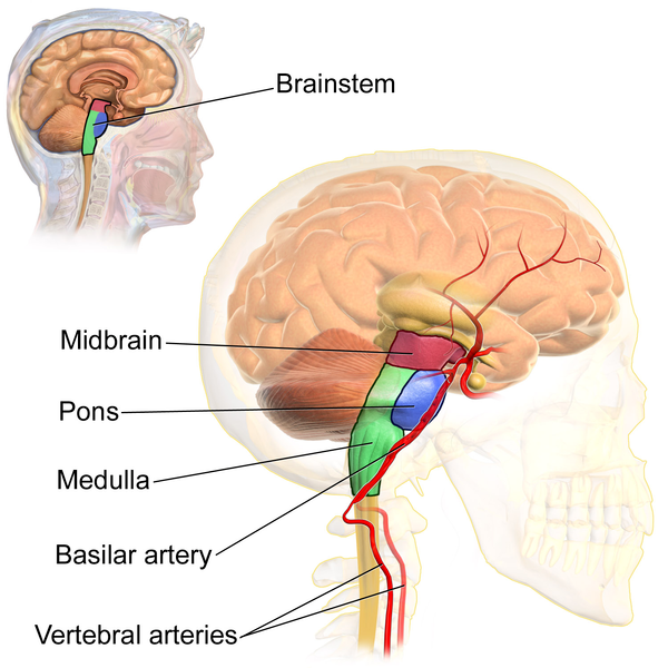 lower brain stem function development in infants