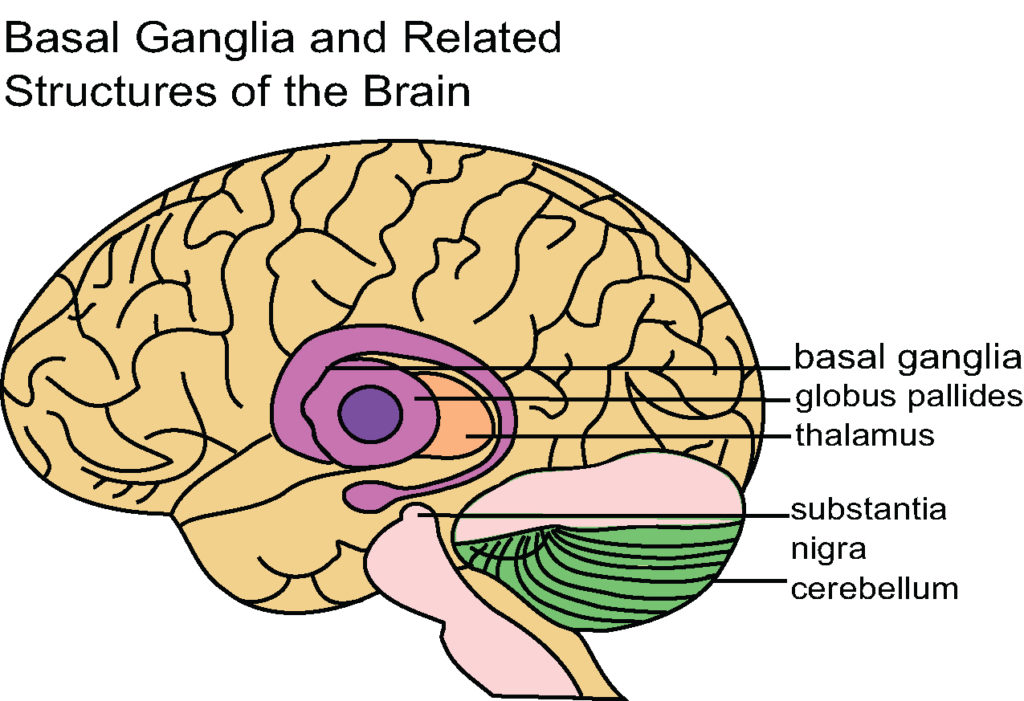 This diagram of the basal ganglia indicates the structure itself as well as the global pallides, thalamus, substantia nigra, and cerebellum.