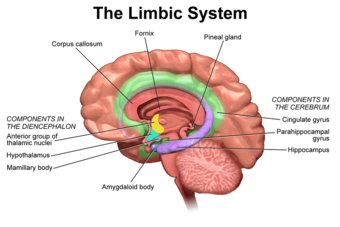 This diagram of the limbic system delineates the corpus callosum, fornix, pineal gland, cingulate gyrus, hippocampus, parahippocampal gyrus, amygdaloid body, hypothalamus, mamillary body, and anterior group of thalamic nuclei.