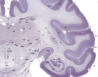 The cerebral cortex