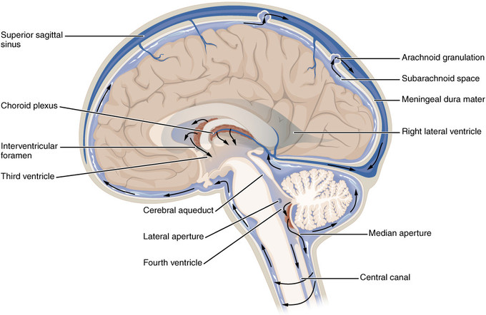 This diagram of the third and fourth ventricles delineates the superior sagittal sinus, choroid plexus, interventricular foramen, cerebral aqueduct, lateral aperture, median aperture, central canal, right lateral ventricle, meningeal dura mater, subarachnoid space, and arachnoid granulation.