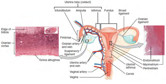 Illustrative drawing of the anterior view of the uterus showing the uterine segments, indicating the uterine tube (oviduct), infundibulum, ampulla, isthmus, fundus, broad ligament, ovarian ligament, endometrium, myometrium, perimetrium, uterine isthmus, cervix, vagina, vaginal artery, uterine artery and vein, suspensory ligament, ovarian artery and vein, fimbriae, tunica albuginea, ovarian cortex, and edge of follicle.
