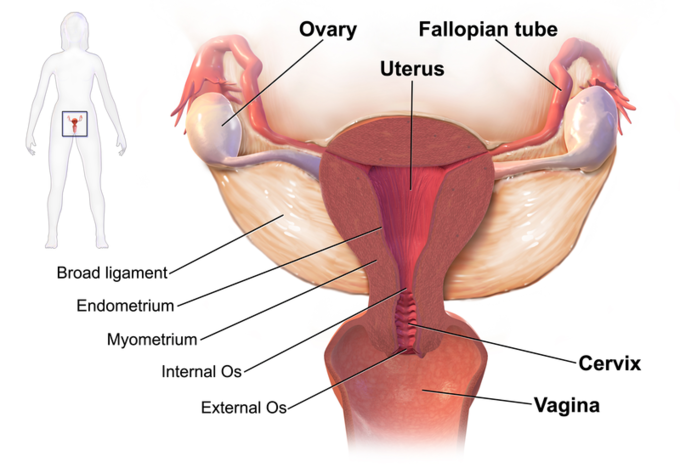 This diagram of the female reproductive system indicates the ovary, Fallopian tube, uterus, broad ligament, endometrium, myometrium, internal os, external os, cervix, and vagina.