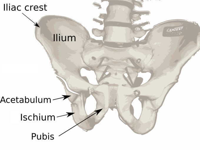 This is a photo of an anatomical model of the ilium, the uppermost bone of the pelvis that extends laterally, with its major parts labeled as the iliac crest, acetabulum, ischium, and pubis.