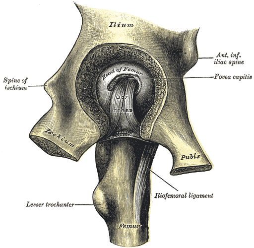 This is a drawing of the left hip joint that is opened by removing the floor of the acetabulum from within the pelvis. The ischium is labeled at bottom left of the ilium. The head of the femur can be seen in the acetabulum.