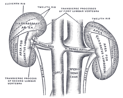 This is a drawing of human kidneys, viewed from behind with the spine removed. The left kidney is slightly higher than the right one due to the asymmetry within the abdominal cavity caused by the liver.