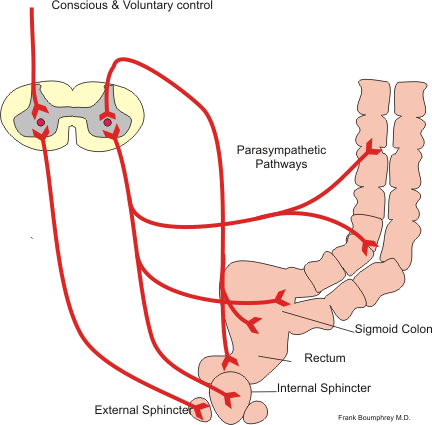 This is a diagram of the defecation reflex. The conscious and parasympathetic pathways of the defecation reflex are shown. The conscious pathway goes directly to the external sphincter. The parasympathetic pathways go to the sigmoid colon, the rectum, and internal sphincter.