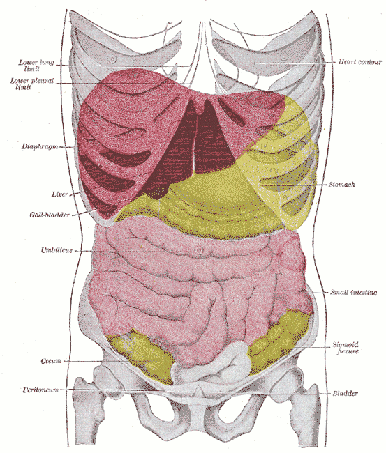 This is an anatomical drawing of a human chest from the front. The liver can be seen within the diaphragm and above the gall bladder and stomach.