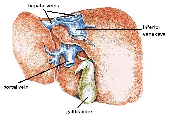 This is a drawing of the hepatic veins in the liver. They are located in the inferior vena cava.
