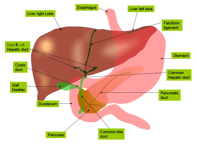 This is a drawing that shows the spatial relationship between the liver, stomach, gall bladder, and pancreas. The liver lies above and to the right of the stomach and overlies the gall bladder. The pancreas is under the gall bladder.