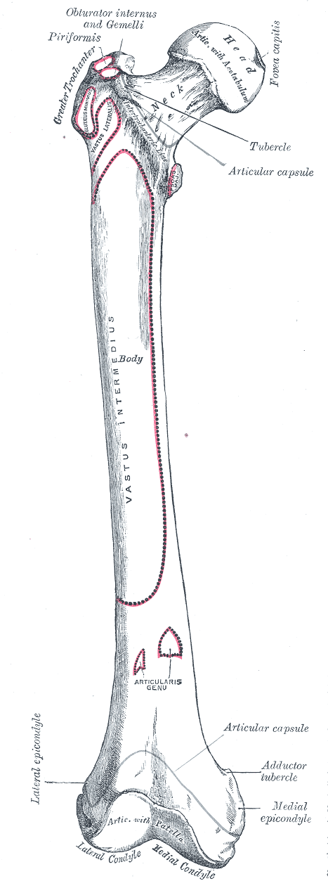 This is a drawing of the anterior surface of the femur with its parts labeled. In particular, it shows how the acetabulum of the pelvis forms the hip joint, and how with the tibia and patella form the knee joint.