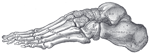 This is a drawing of the arches of the foot. It depicts a skeleton of a foot shown from its lateral aspect.