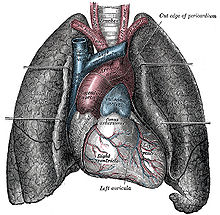 This color illustration is of the heart and great vessels in the center of the chest cavity, flanked by the lungs.