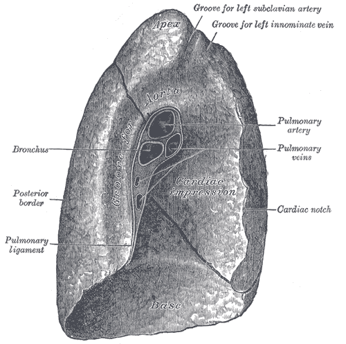 This is a cross-section view of the left lung. It shows how the left lung is different than the right lung due to the cardiac notch, a concave depression that accommodates the shape of the heart.