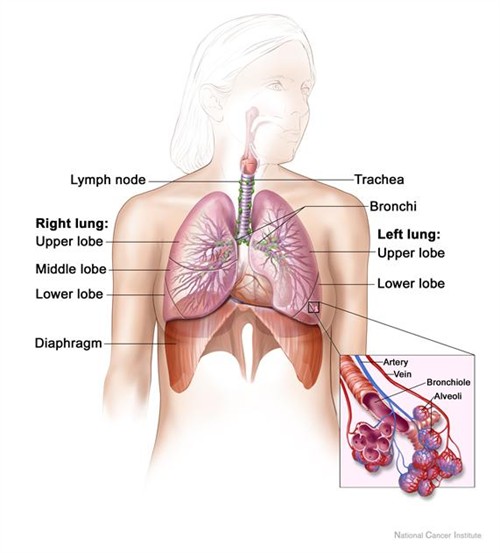 This is a schematic view of the lobes of the lungs. The right lung has three lobes and the left lung has two.