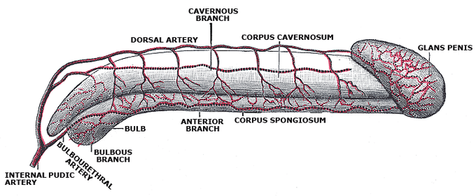 This diagram of the human penis indicates the glans penis, corpus cavernosum, cavernous branch, dorsal artery, bulb, bulbous branch, bulbourethral artery, internal pudic artery, anterior branch, and corpus spongiosum.