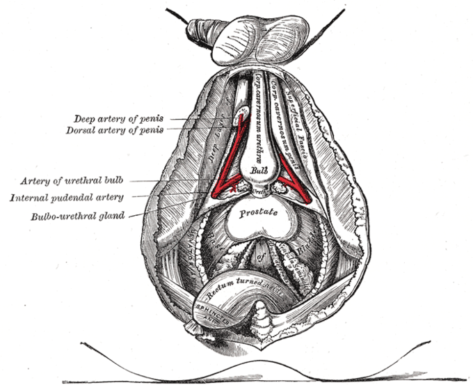 This diagram of the prostate indicates the deep and dorsal arteries of the penis, artery of urethral bulb, internal pudendal artery, bulbourethral gland, sphincter, and rectum.