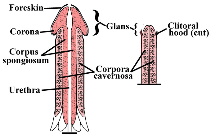 This diagram comparing the penis to the clitoris indicates the foreskin, corona, corpus spongiosum, urethra, corpura cavernosa, glans, and clitoral hood.