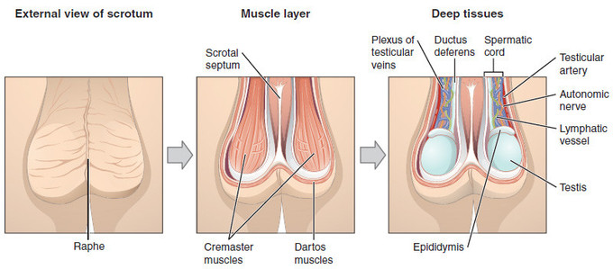 External view of the scrotum includes the raphe. Muscle layer of the scrotum includes the scrotal septum, the cremaster muscles, and the dartos muscles. Deep tissues layer of the scrotum includes the plexus of testicular veins, the ductus deferens, the spermatic cord, the testicular artery, the autonomic nerve, the lymphatic vessel, the testis, and the epididymis.