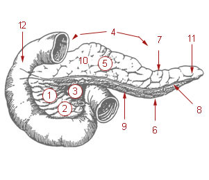 This is an anatomical drawing of the pancreas with its parts identified. They are: 1: Head of pancreas 2: Uncinate process of pancreas 3: Pancreatic notch 4: Body of the pancreas 5: Anterior surface of the pancreas 6: Inferior surface of the pancreas 7: Superior margin of the pancreas 8: Anterior margin of the pancreas 9: Inferior margin of the pancreas 10: Omental tuber 11: Tail of the pancreas 12: Duodenum.