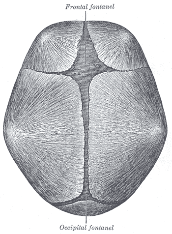 This is a superior view of an infant skull that shows the location of the anterior (frontal) and posterior fontanelles.