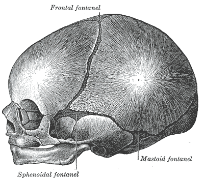 This is a lateral view of infant skull that shows the location of the sphenoidal and mastoid fontanelles.