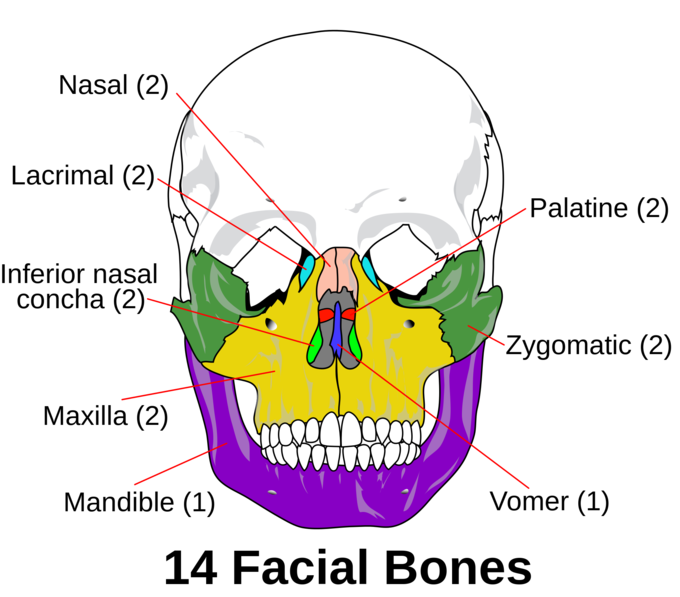 This is a frontal view of the a face, showing the components of the viscerocranium. The labels on the face identify 14 components: 2 nasal, 2 lacrimal, 2 palantine, 2 inferior nasal concha, 2 zygomatic, 2 maxilla, 1 mandible, and 1 vomer.