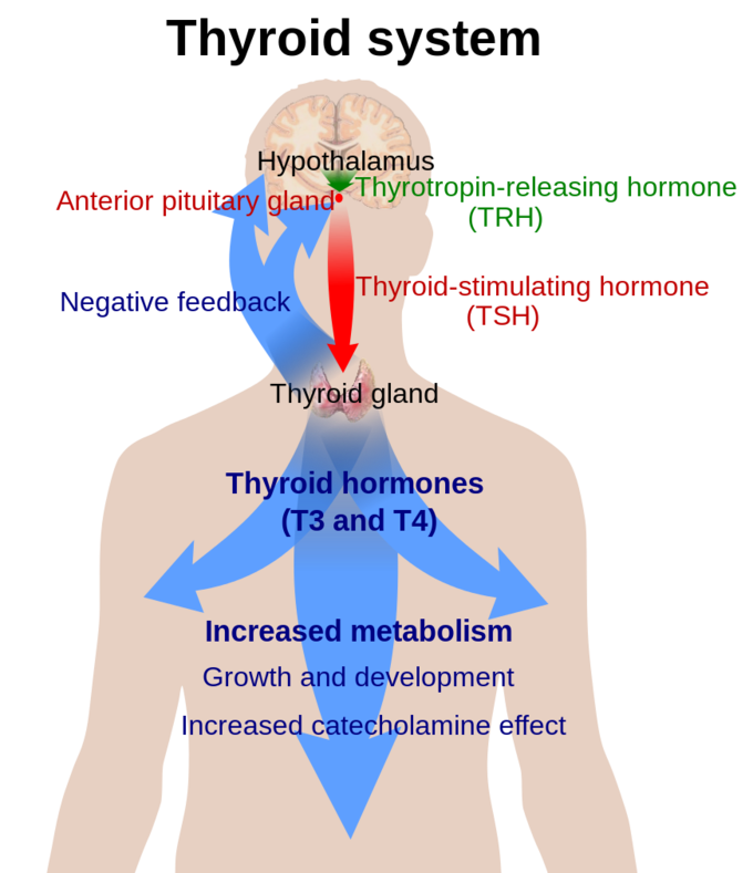 The Thyroid Gland | Boundless Anatomy and Physiology | | Course Hero