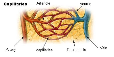 This diagram indicates capillaries, arteries, arterioles, venules, tissue cells, and veins.