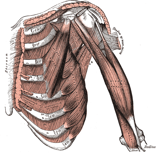 This diagram depicts the inner chest muscles in relation to the ribs and sternum.