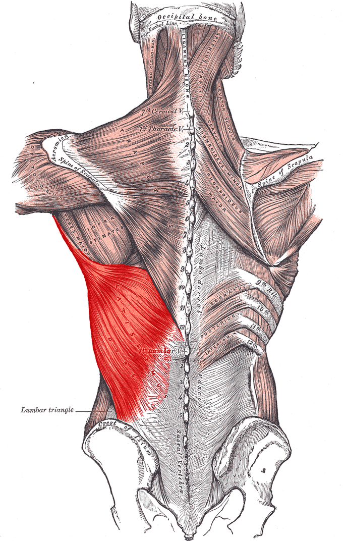 This image depicts the latissimus dorsi in relation to the crest of ilium, first lumbar, lumbar triangle, and trapezius muscle.