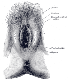 This anatomical drawing shows the location of the external urethral orifice in adult females. It is located between the vestibule and the vaginal orifice.