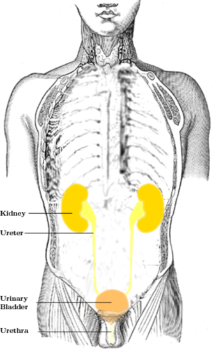 A schematic depiction of the urinary tract. The transport and removal of urine from the body follows the urinary tract—from a kidney, to a ureter, to the bladder, to the urethra.